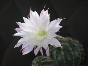 floare-de-cactus-44